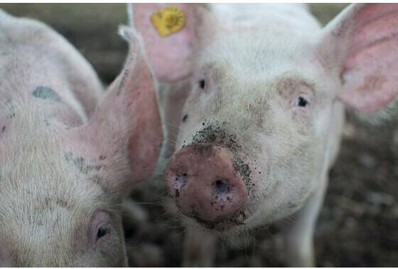 SGP: grote stallen niet perse slechter