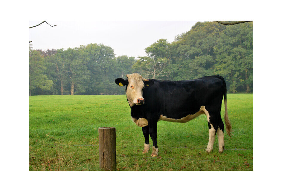 SGP vraagt opnieuw aandacht voor PAS-melders