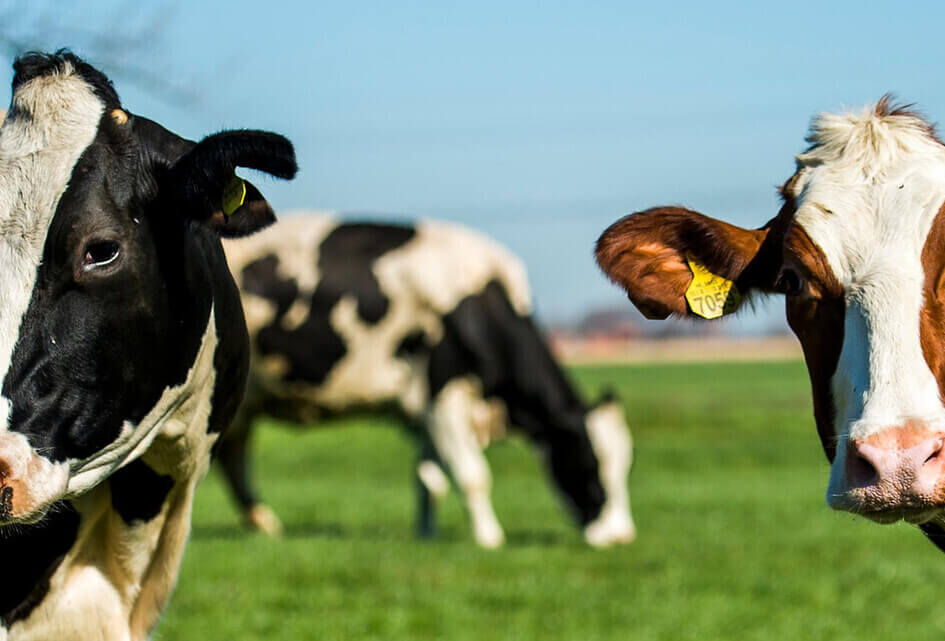 Onrust naar aanleiding van vlaggenprotest