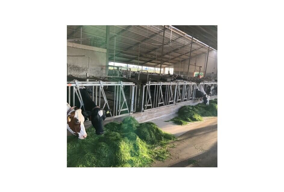 SGP: RvS-uitspraak is harde klap voor boeren