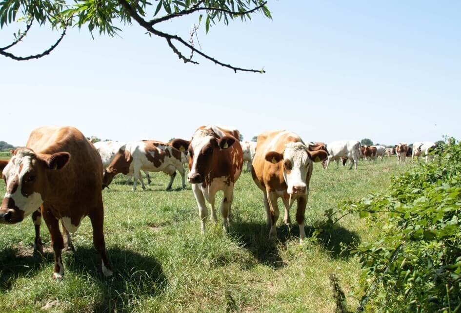 SGP Zeeland organiseert landbouwtour