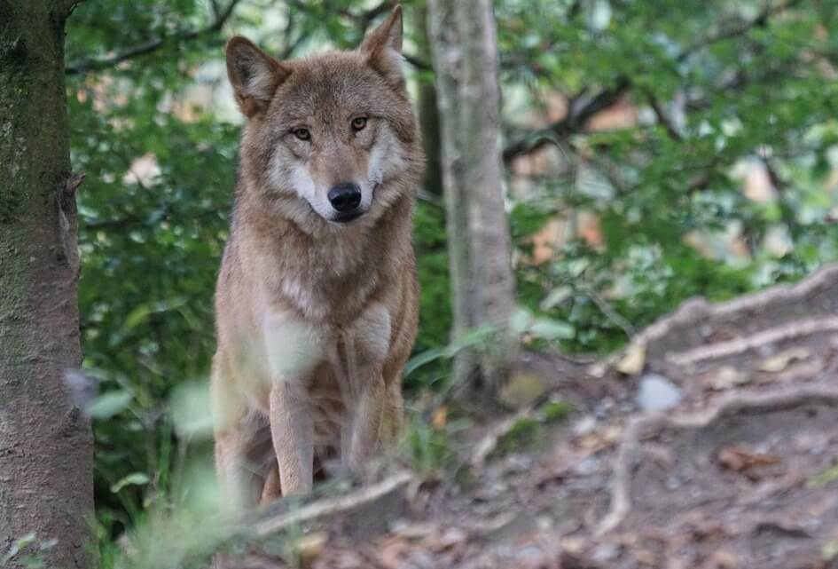 Wolvenpaar wordt wolvenplaag