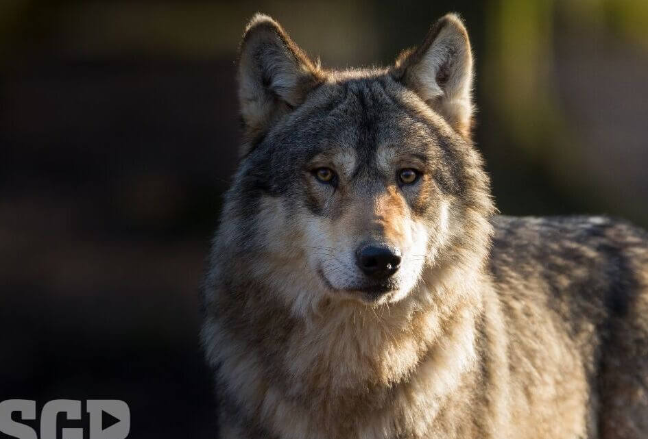 De SGP stelt vragen over de wolf