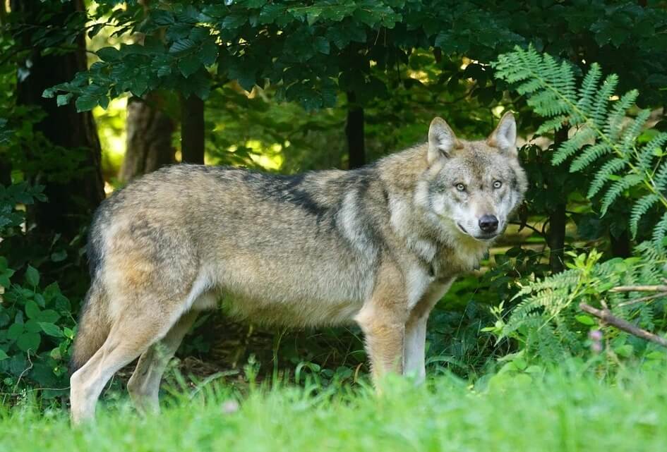 Ga over tot actief beheer wolvenpopulatie