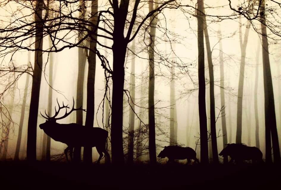 Wolven, natuurherstel en meer in debat over natuur