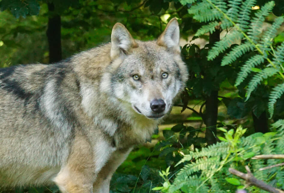 De wolf in Gelderland mag niet schuw gemaakt worden?