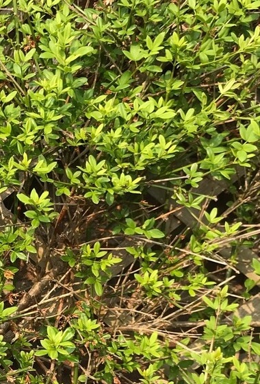 Voorstel t.a.v. groene bergingen in Bossenburgh