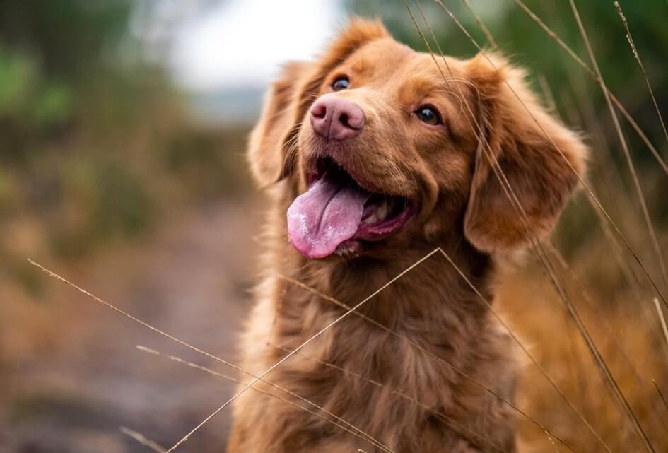 Hondenbelasting verlagen