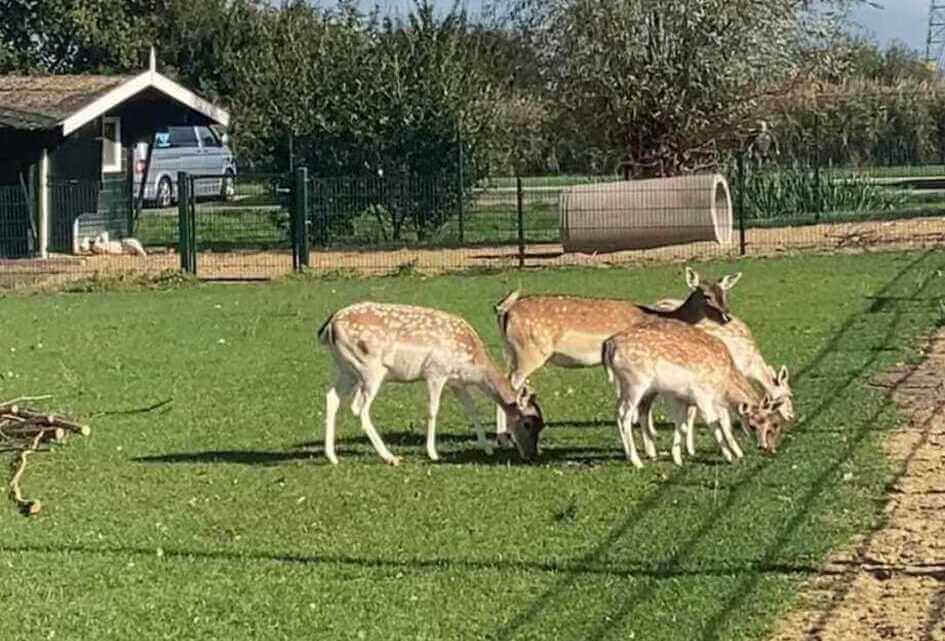 DoneerRingen en Hertenkampen