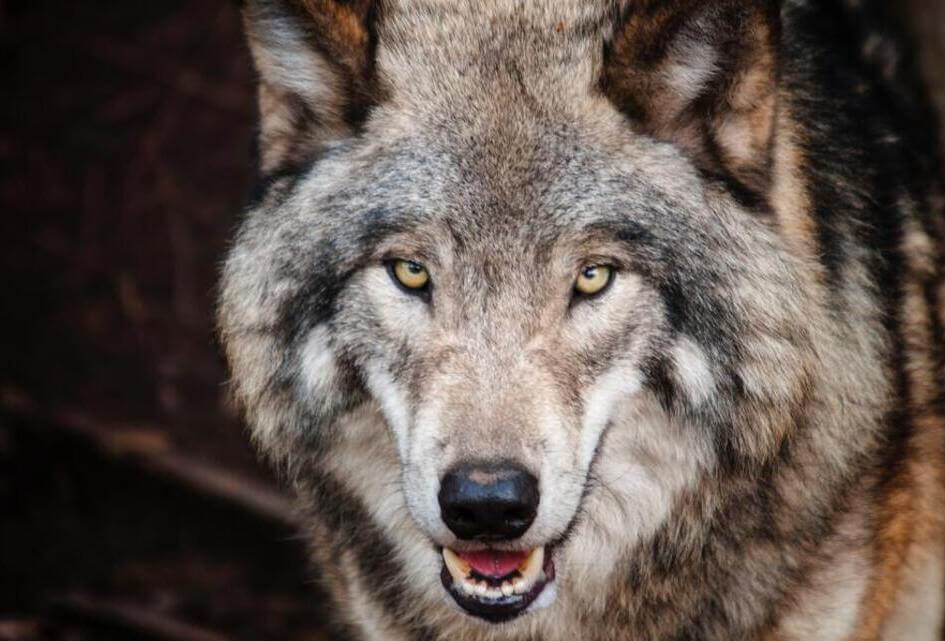 SGP: goed dat Brussel status wolf wil herzien