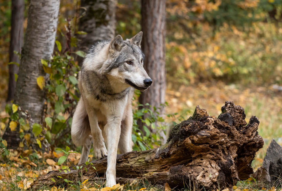 Zorgen om de wolf