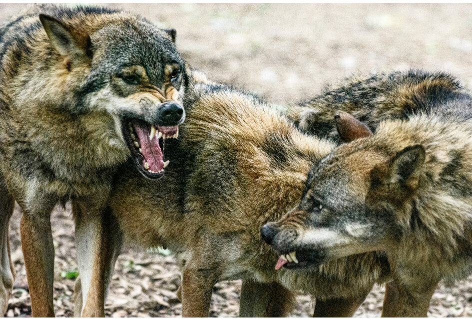 SGP stelt opnieuw vragen over de wolf