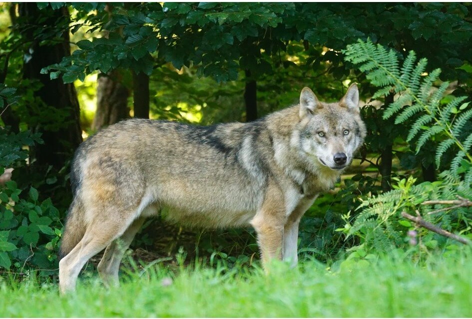 De wolf in provincie Utrecht