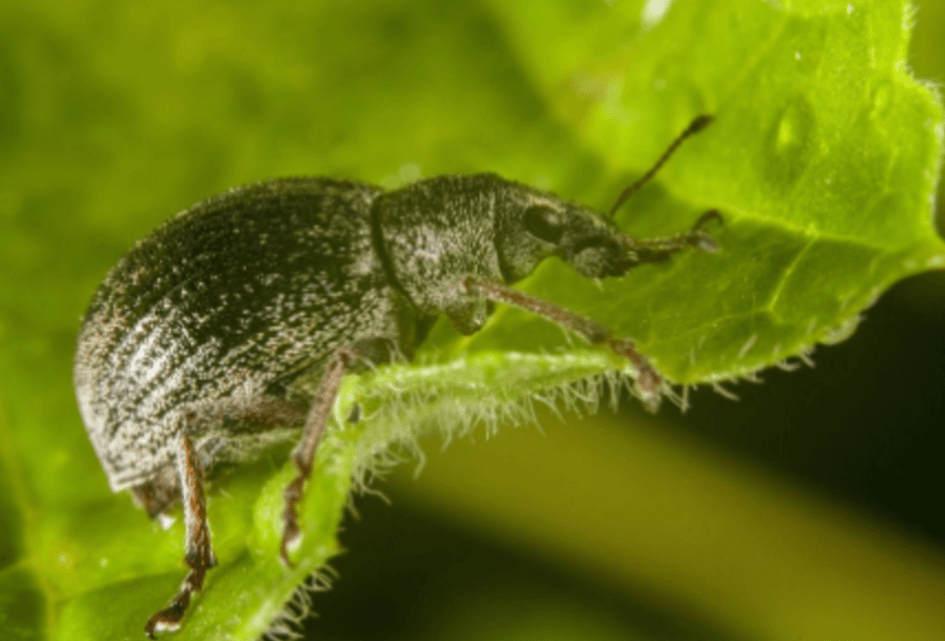 Steun voor bestrijding appelbloesemkever