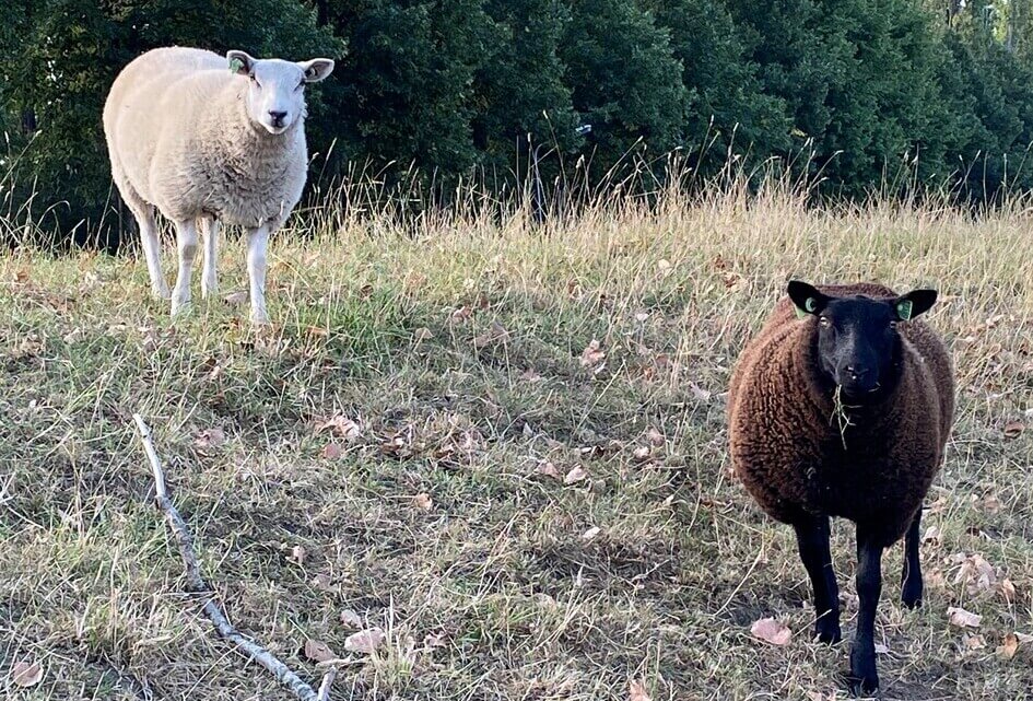 SGP vraagt Brussel vergoeding voor blauwtong-boeren