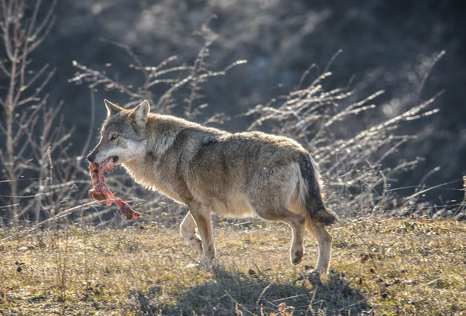 Zorgen en toenemende schade vanwege wolven