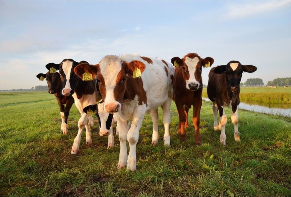 'Je zou maar boer of visser zijn...