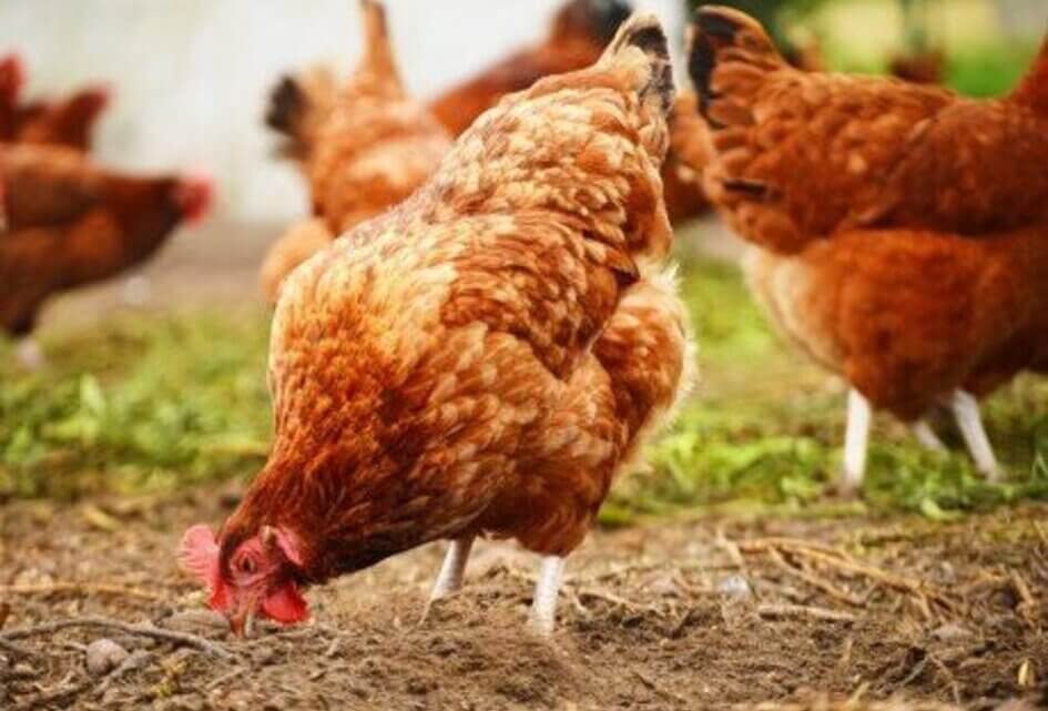 SGP vraagt Brussel: 'deel agri-import uit Oekraïne doorvoeren'