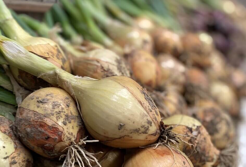 SGP wil snel sterkere plantenrassen