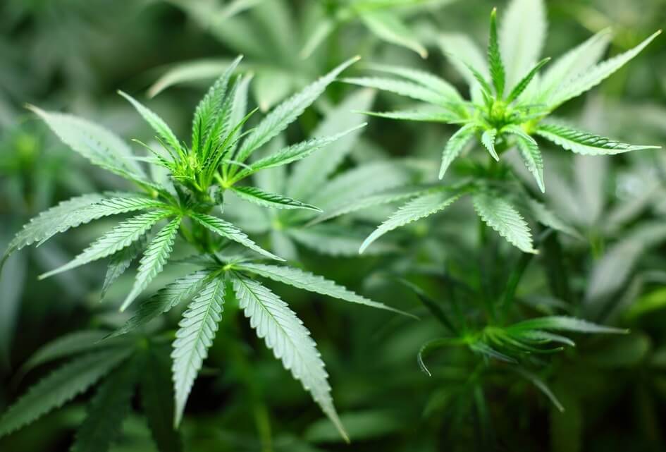 SGP: Tweede Kamer moet wetsvoorstel cannabis intrekken