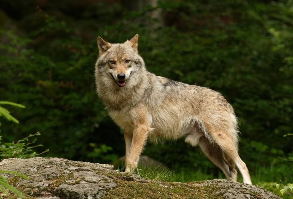 Actief beheer van de Wolf