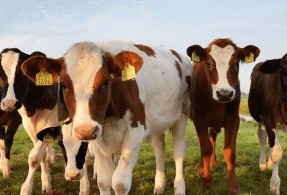 SGP vraagt om belangenafweging over stoppersregeling veehouders