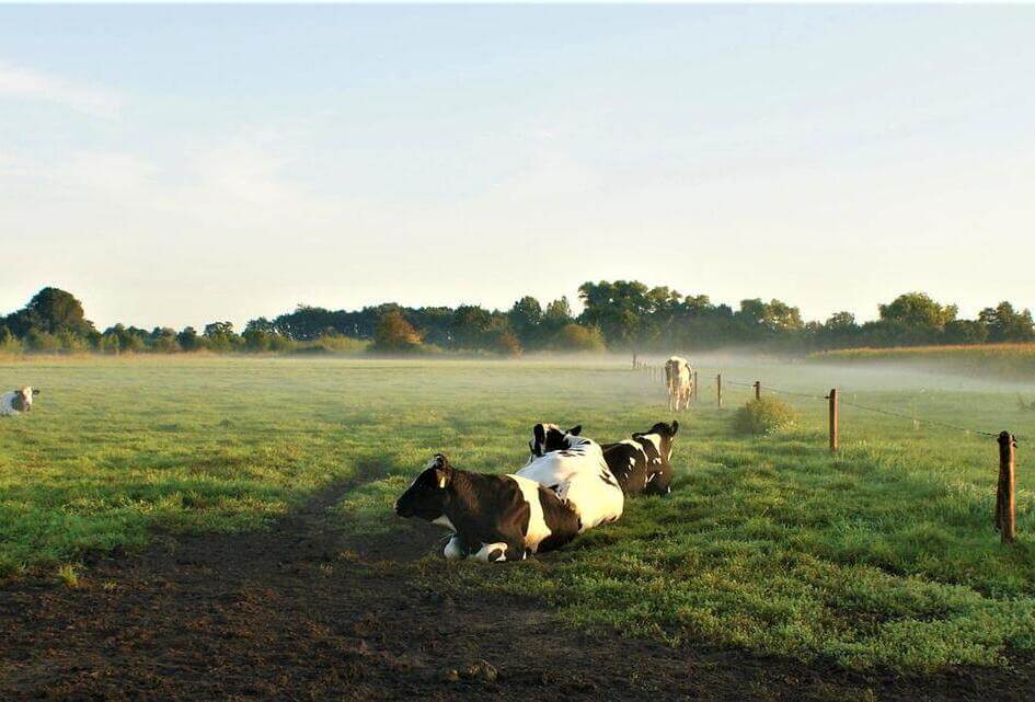 Flach over wijziging wet dieren