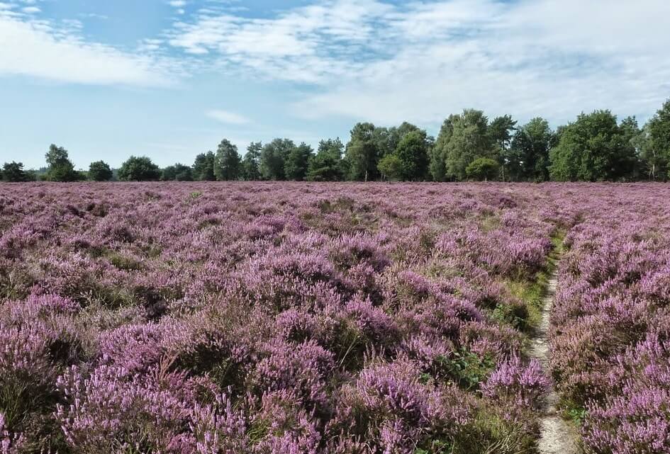 Gemeente Nunspeet houdt Open Huis op 25 mei a.s.