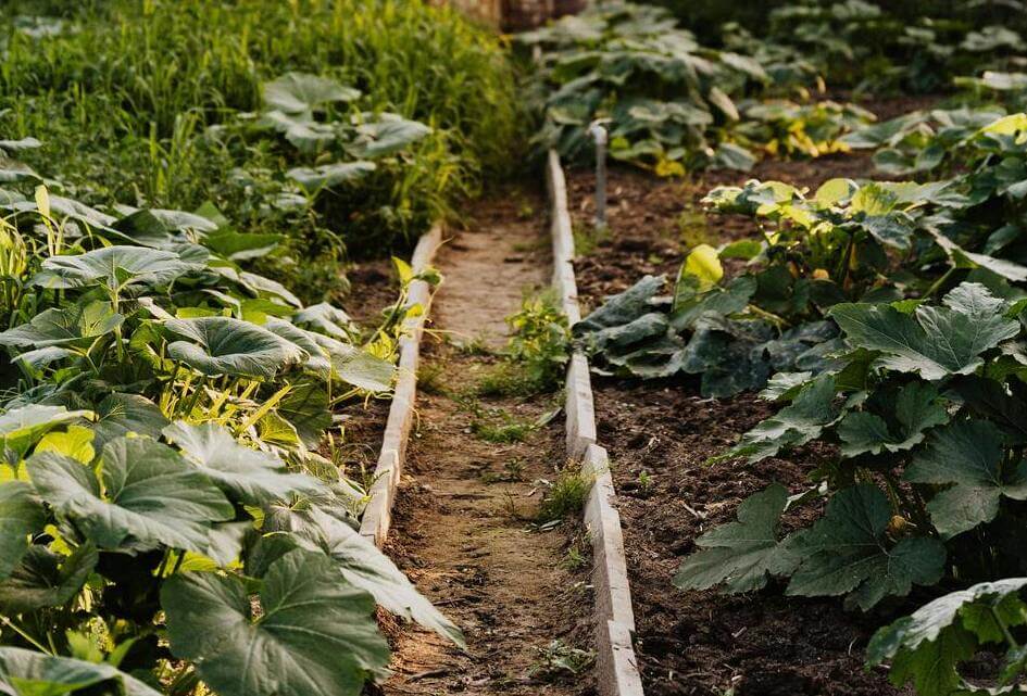 SGP stelt vragen n.a.v. vervuiling moestuincomplex Kruiningen