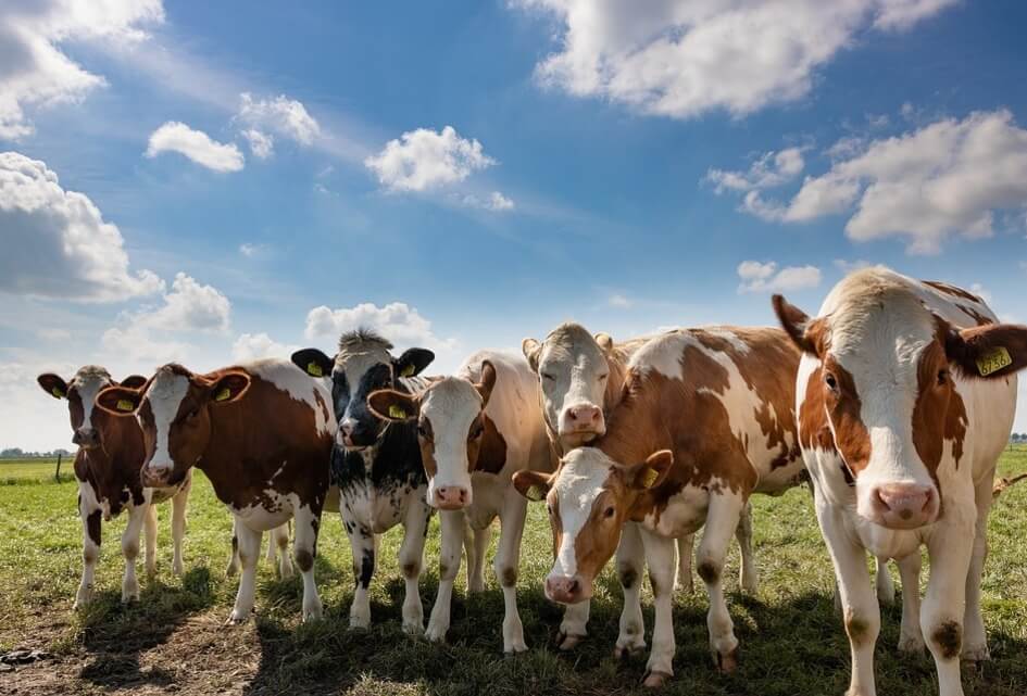 Minister stelt Schiphol boven boeren