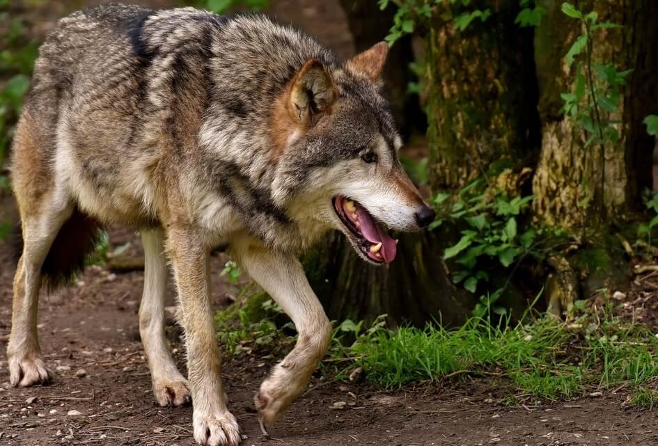 Maak afschieten wolf legaal