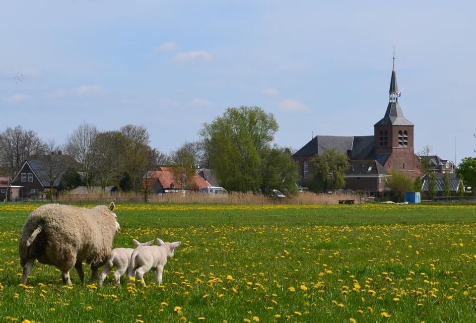 SGP op de schapenmarkt