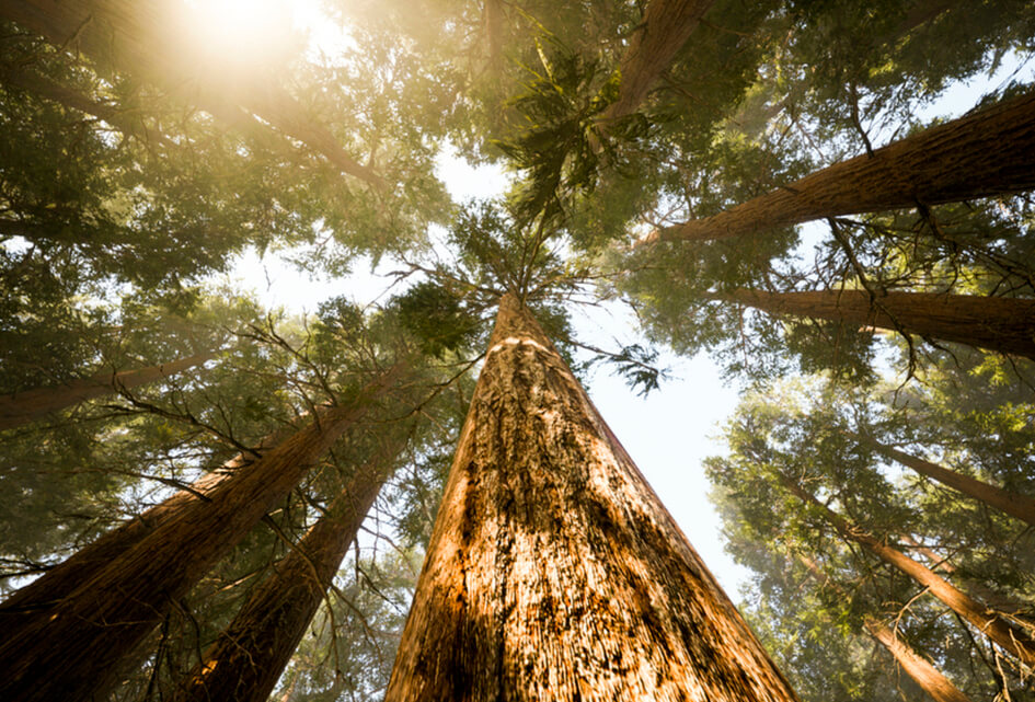 Liever bomen dan stenen