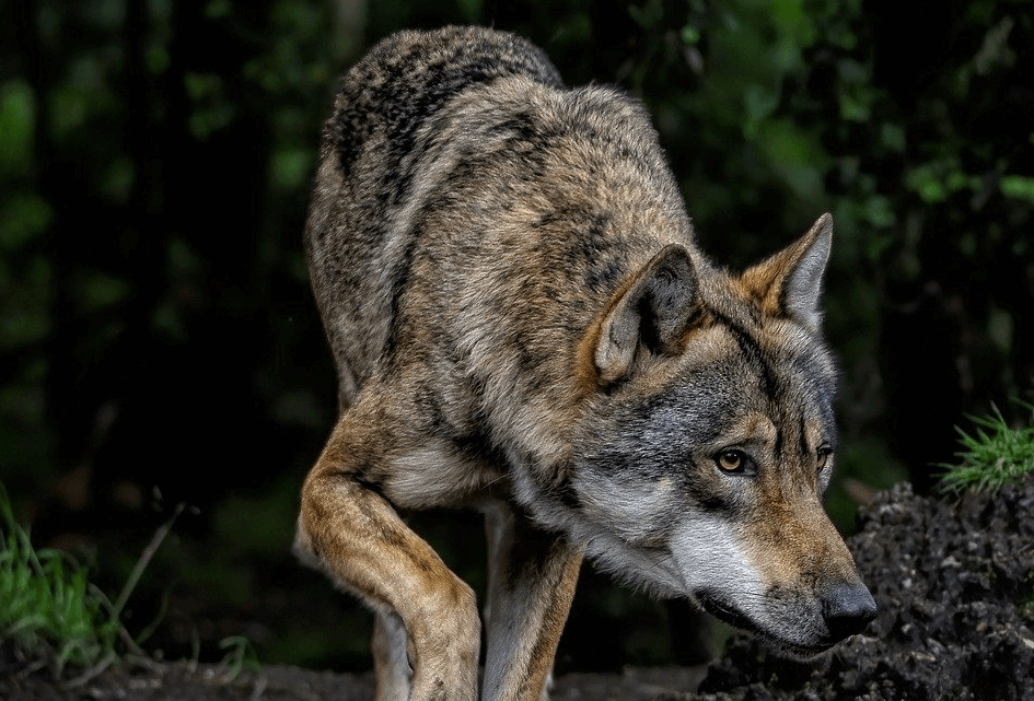 Een wolf eet geen Brinta!