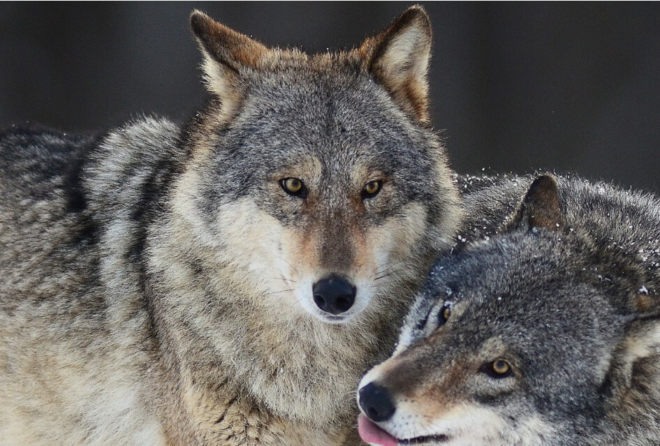 Lidstaten stemmen in met verlaging beschermingsstatus wolf