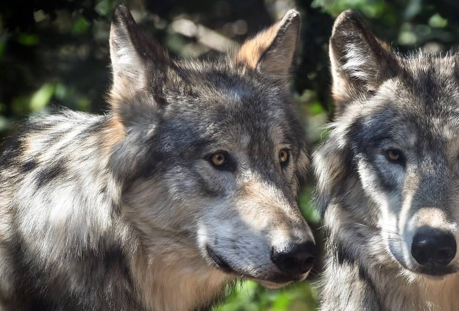 Ga de wolf eens beheren provincie Utrecht!
