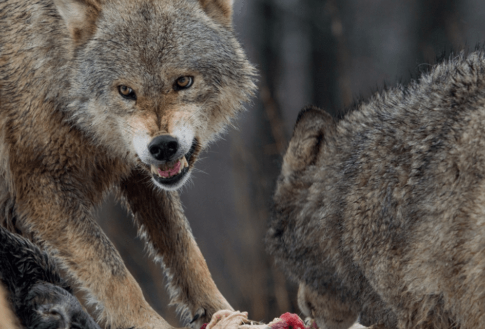 SGP: Wolf terecht minder strikt beschermd