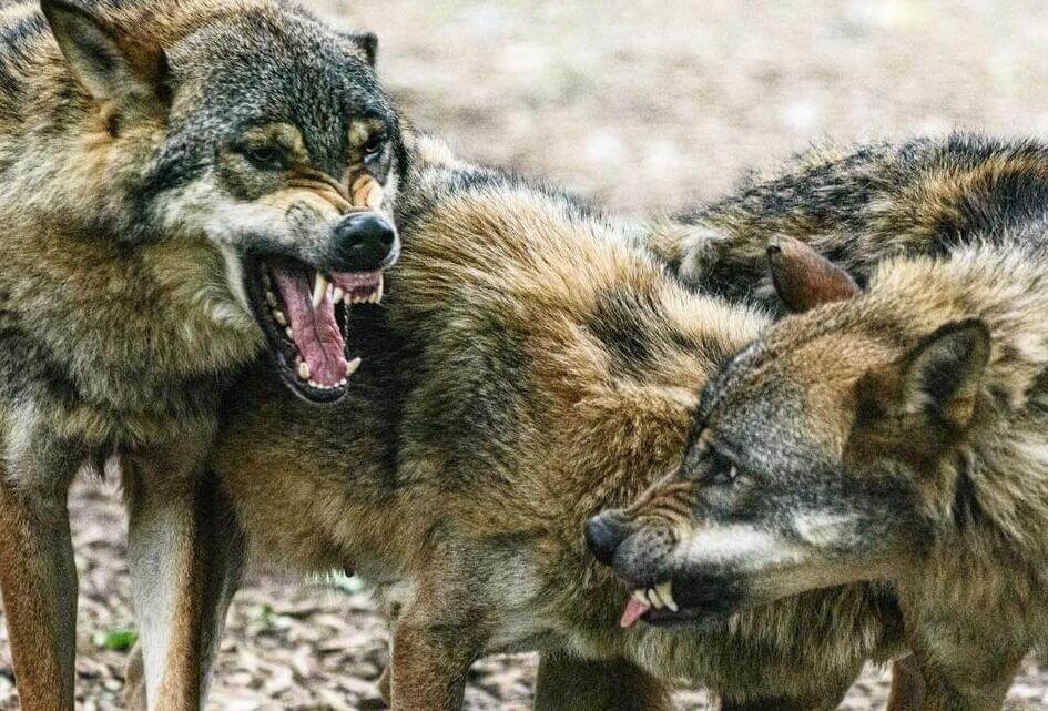 SGP Apeldoorn stelt vragen over 'Brandbrief Wolf'