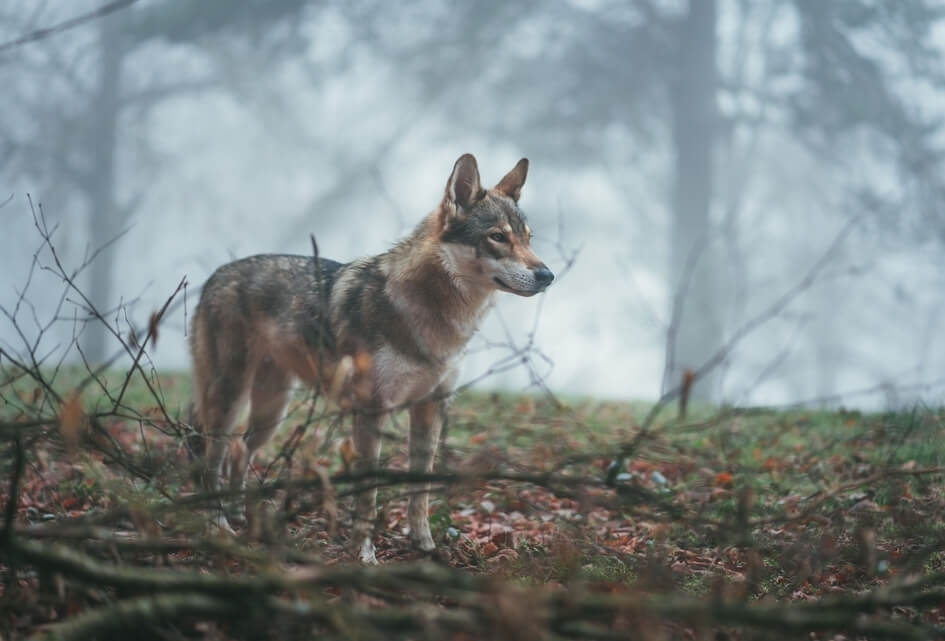 SGP komt met actieplan wolf