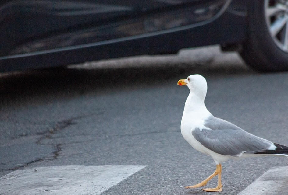 Veilig oversteken in Montfoort!