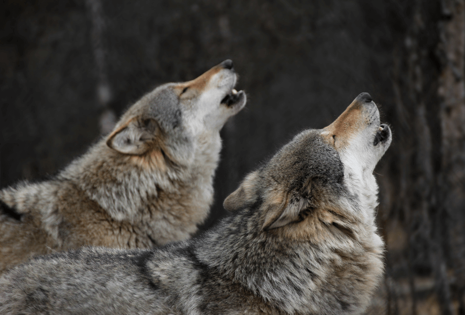 Ruissen: jagen op wolven is nú al mogelijk!