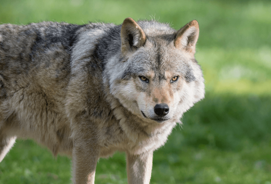 Wolf vanaf vandaag minder strikt beschermd volgens Conventie van Bern