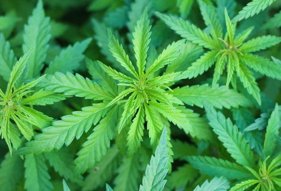 SGP: géén coffeeshop in Papendrecht