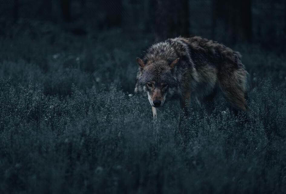 Actief verjagen van wolven