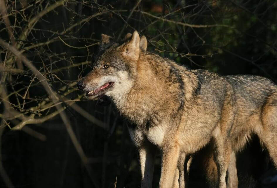 Kamervragen over incident wolf