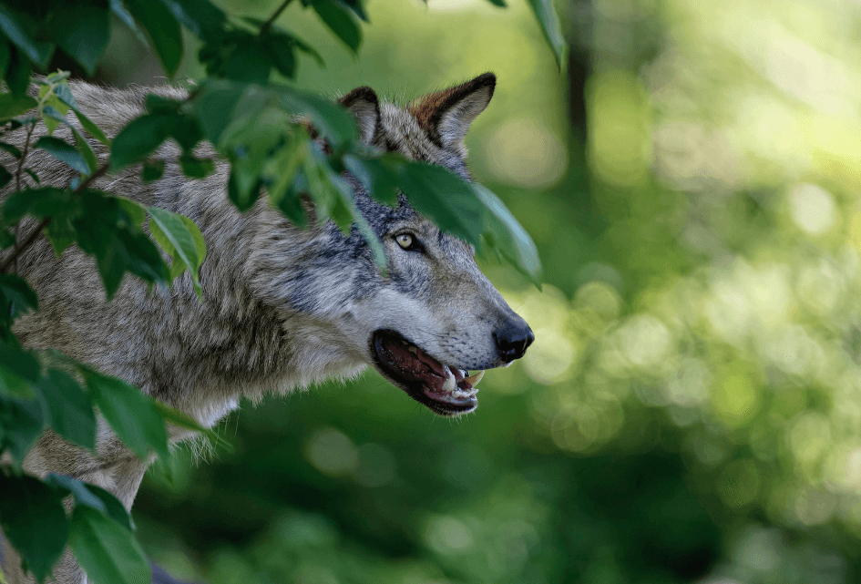 Vandaag stemming over verlaging status wolf