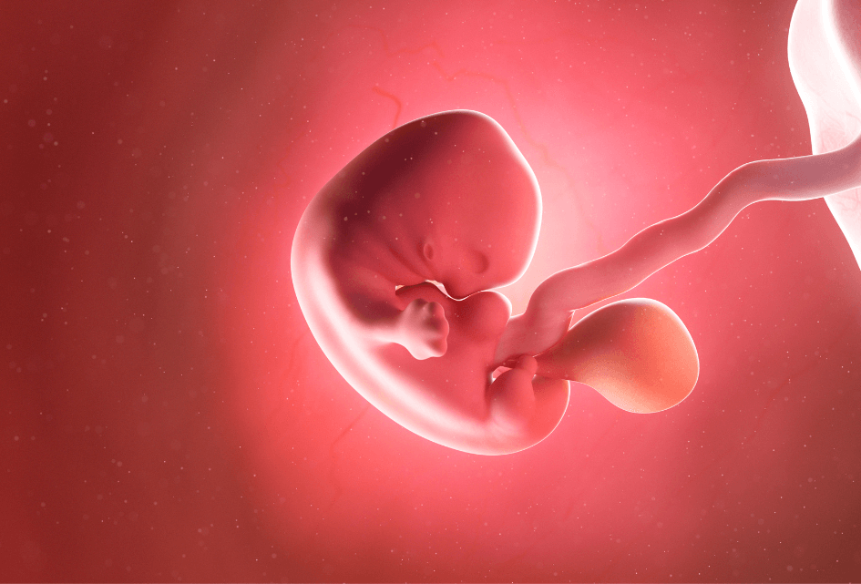 Schriftelijke vragen SGP over gebruik menselijke embryo’s voor wetenschappelijk onderzoek