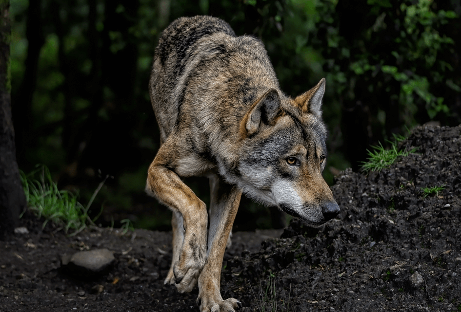 Utrechtse Heuvelrug spreekt zich uit: wolf brengt ongewenst risico met zich mee