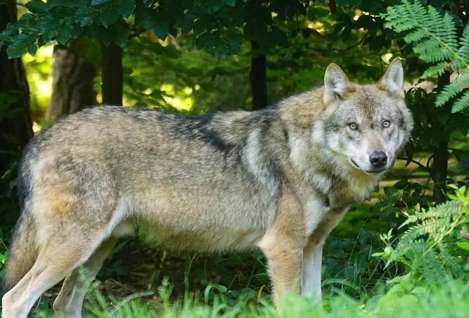 De wolf: wat moeten we ermee?