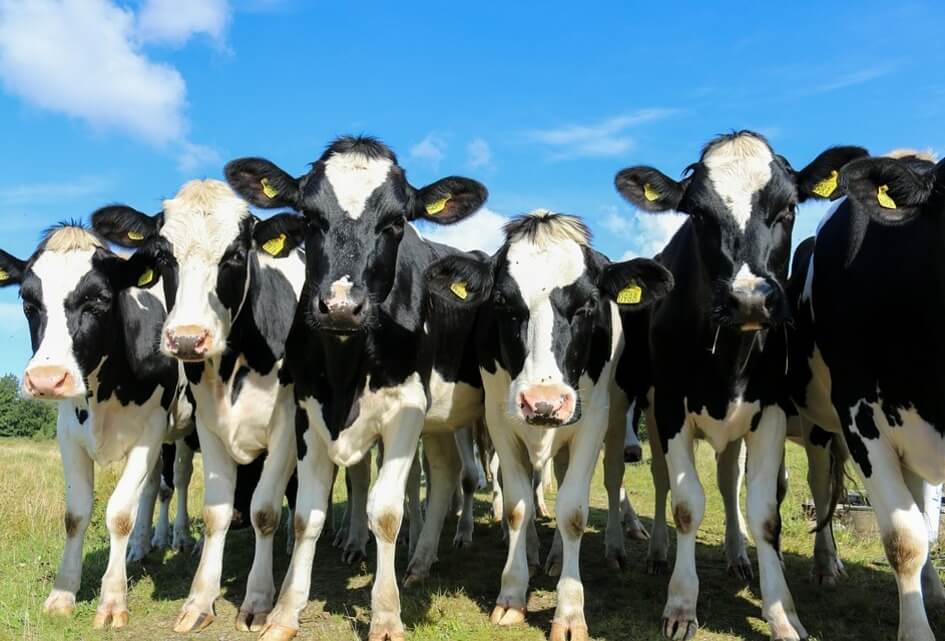 SGP: kabinet moet op landbouw been bijtrekken